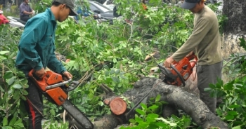 Chặt hạ, cắt tỉa gần 1.700 cây xanh tại TP Hải Dương