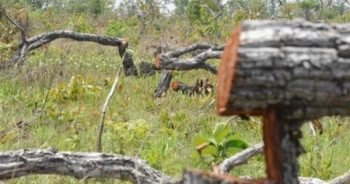 Xét xử 28 bị cáo trong vụ phá rừng lớn nhất tại Đắk Lắk