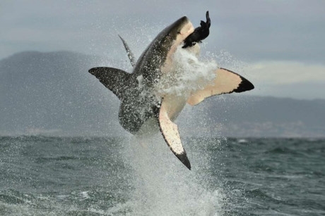 Một con c&aacute; mập trắng đang săn hải cẩu. (Nguồn: Earth Touch)