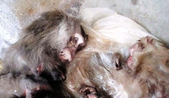 Thanh Hóa: Truy tìm tung tích thanh niên giết khỉ dã man đăng trên facebook