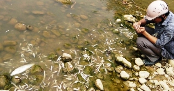 Thanh Hóa: Báo cáo tình hình việc thủy sản chết trắng sông Âm