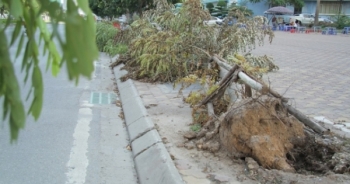 Hà Nội:  Sau bão nhiều ngày cây bật gốc, ngả nghiêng vẫn chưa được trồng lại ..?