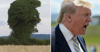 Cây lạ có hình dáng giống hệt tỷ phú Donald Trump
