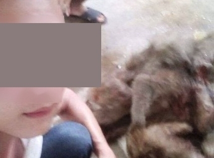 Giết khỉ nấu cao ở Thanh Hóa: Người đàn ông bị xử phạt 5,2 triệu đồng
