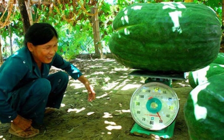 Giống b&iacute; đạo lạ ở Việt Nam nặng tới v&agrave;i chục kg