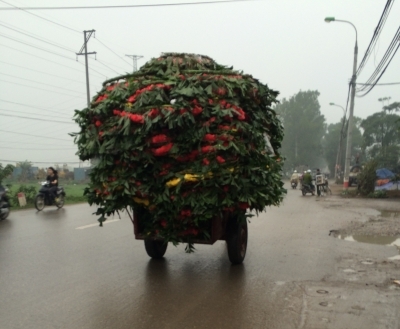 Xe ngựa chở hoa về điểm tập kết.