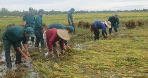 Cấp 874 tấn hạt giống cho 4 tỉnh bị thiệt hại do ảnh hưởng của bão số 1