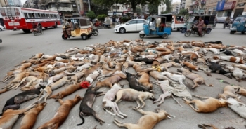 Phẫn nộ cảnh 700 chú chó hoang bị đầu độc chết ở Pakistan