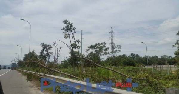 Đại lộ Thăng Long: Hàng trăm cây gỗ lát hoa "ngã dúi dụi" không ai trồng lại