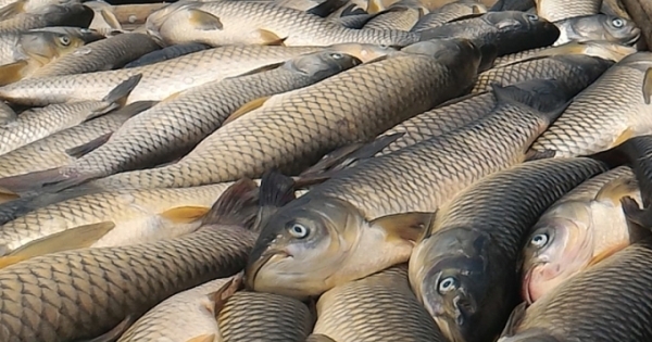 Cá lồng sông Mã chết hàng loạt: Ước tính thiệt hại trên 15 tỉ đồng
