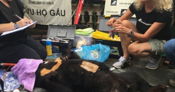 Một gia đình tự nguyện chuyển giao cá thể gấu chó cho Trung tâm Cứu hộ Gấu Việt Nam