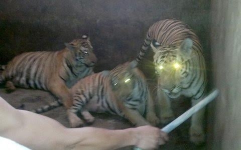 Vợ trùm buôn hổ Nghệ An được phép… nhập 9 con hổ