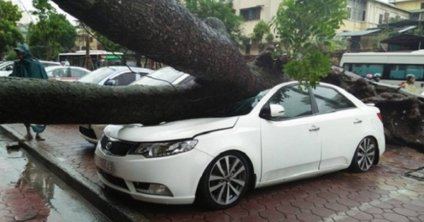 Ô tô bị "đè bẹp" sau bão: Có thể truy trách nhiệm chủ sở hữu cây xanh