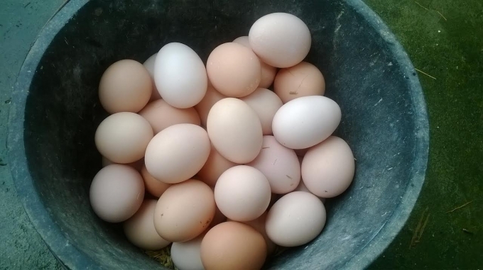 Trứng g&agrave; ta được b&aacute;n tại trang trại gi&aacute; đ&atilde; 4.500-5.000 đồng/quả t&ugrave;y loại.