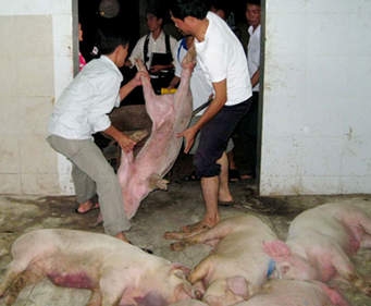 Hưng Yên: Phát hiện và tiêu hủy 5 tạ lợn chết tại một lò mổ