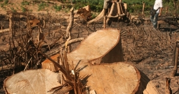 Điện Biên: Nhắm mắt, bịt tai khi rừng nghiến kêu cứu