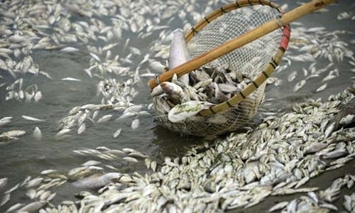 Kết luận mới nhất về chất độc trong cá ở miền Trung