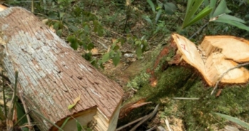 Diễn biến phức tạp việc phá rừng ở Mường Nhé, tỉnh Điện Biên
