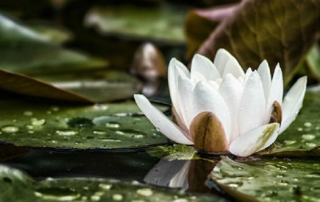 Hoa Lily nước m&agrave;u trắng sẽ ngoi l&ecirc;n mặt nước khi c&oacute; mưa.