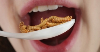 Bộ Y tế khuyến cáo người dân không nên sử dụng côn trùng làm thức ăn