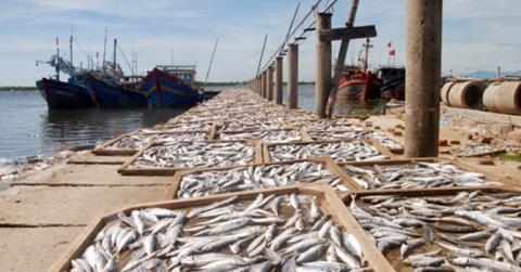 Bốn tỉnh miền Trung: Giải “bài toán” 4000 tấn hải sản tồn kho