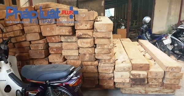 Vĩnh Phúc: Phạt 120 triệu, tịch thu phương tiện vận chuyển 121 tấm gỗ Pơ mu không rõ nguồn gốc