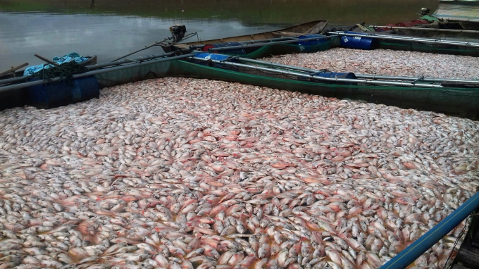 Ca chết trắng tr&ecirc;n lồng tại hồ thủy điện Plei Kr&ocirc;ng, Đắ H&agrave;, Kon Tum