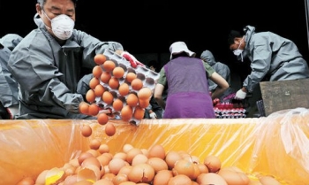 Hàn Quốc: Lộ thêm nhiều trứng nhiễm thuốc trừ sâu