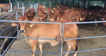 Cận cảnh trại bò "khủng" đa chủng loại tại Đồng Nai