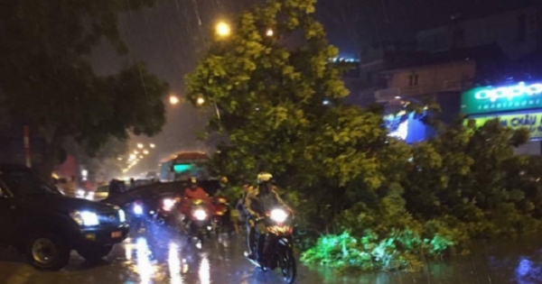 Hà Nội: Mưa gió lớn khiến xà cừ bật gốc, đổ chắn ngang đường