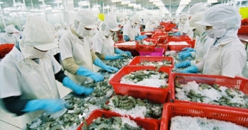 Chiến tranh thương mại Mỹ - Trung: Cơ hội của ngành tôm Việt Nam