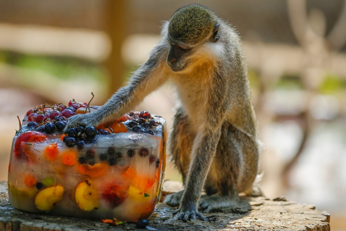 Ch&uacute; khỉ thỏa m&atilde;n với tr&aacute;i c&acirc;y đ&ocirc;ng lạnh trong vườn th&uacute; Antalya (Thổ Nhĩ Kỳ). Ảnh: Anadolu Agency/Getty Images