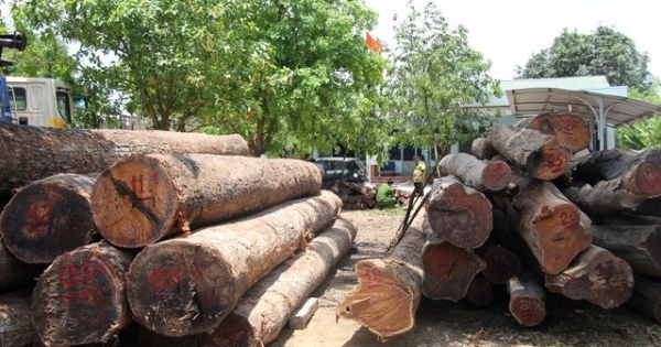 Vụ bắt trùm gỗ lậu: Xem xét kỷ luật nhiều lãnh đạo Bộ đội Biên phòng Đắk Lắk