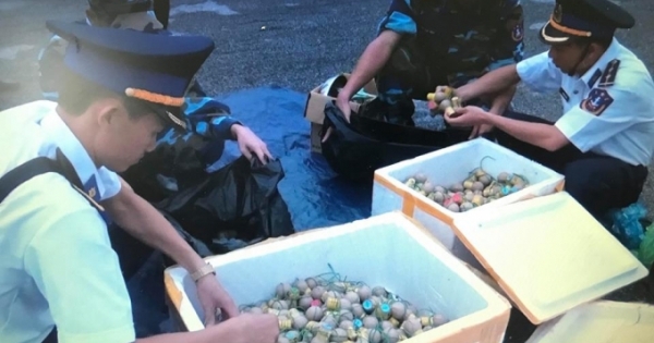 Bộ tư lệnh - Vùng cảnh sát biển 1 bắt giữ 30kg pháo trứng