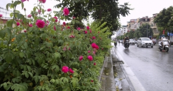 "Con đường hoa hồng" đầu tiên ở Hà Nội
