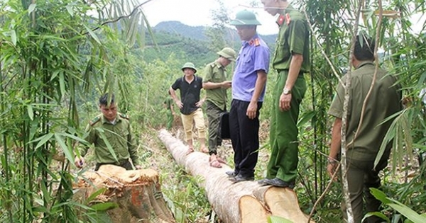 Nghệ An: Lợi dụng khoanh nuôi chặt phá hàng nghìn m2 rừng tự nhiên