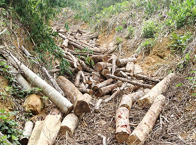 Tại hiện trường rất nhiều gỗ bị chặt hạ chưa đưa ra khỏi rừng