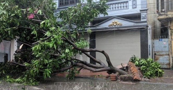 Hải Dương: Nhiều phố ngập sâu, cây đổ hàng loạt do mưa lớn