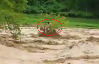 Clip: Người đàn ông bị mắc kẹt trên cây dưới dòng nước lũ đang cuồn cuộn chảy siết