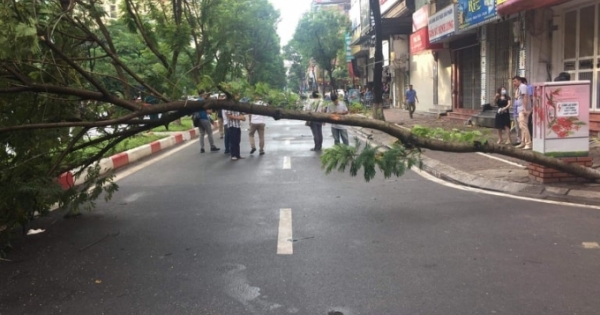 Hà Nội: Đang lưu thông trên đường, người đàn ông bị cây đổ vào người và tử vong tại chỗ