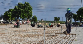 Đảo Lý Sơn: Đất nông nghiệp bị "thổi giá" gấp 20 - 30 lần