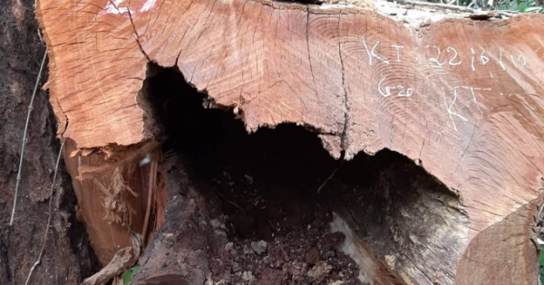 NÓNG - 99 cây gỗ lớn trong Vườn quốc gia Pù Mát bị đốn hạ