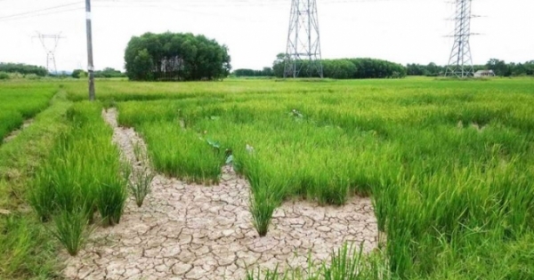 Thừa Thiên - Huế: Hàng ngàn ha lúa chết cháy vì nắng hạn