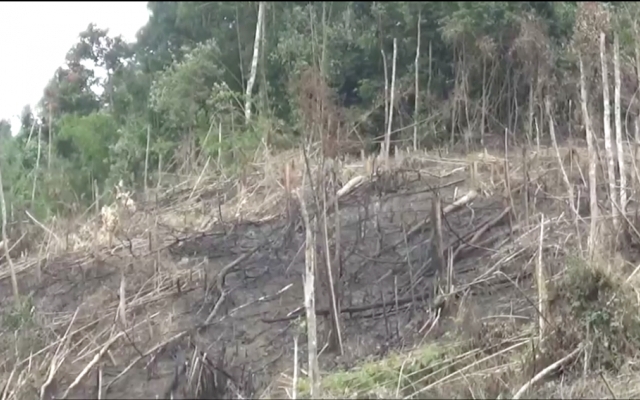 Nghệ An: Phó chủ tịch UBND tham gia phá rừng