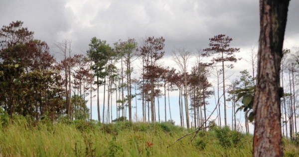 Lâm Đồng: Khởi tố nhóm đối tượng triệt hạ hàng trăm cây thông