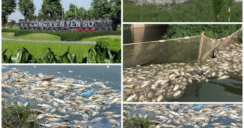 Công viên Yên Sở: Cá chết trắng hồ, gây ô nhiễm nặng!