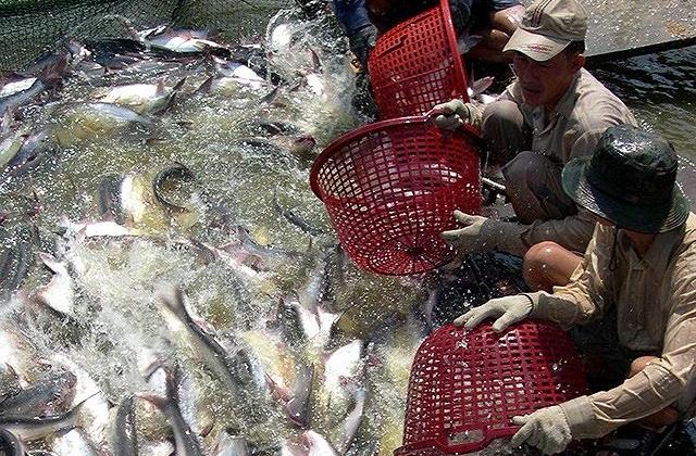 Người nuôi, doanh nghiệp lao đao vì cá tra rớt giá