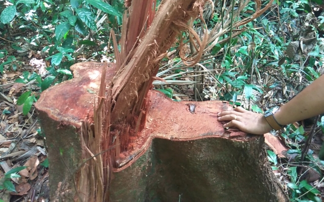 Tỉnh Đắk Lắk chỉ đạo khẩn sau loạt bài phá rừng Pháp luật Plus phản ánh, nhưng cấp dưới