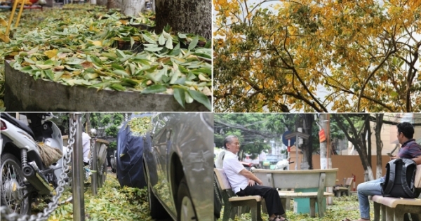 Hà Nội: Kỳ lạ hàng cây gỗ sưa bất ngờ rụng lá dày đặc khiến người dân hoang mang