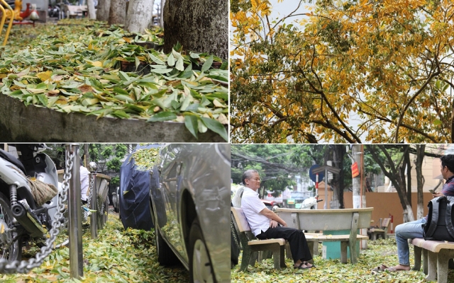 Hà Nội: Kỳ lạ hàng cây gỗ sưa bất ngờ rụng lá dày đặc khiến người dân hoang mang